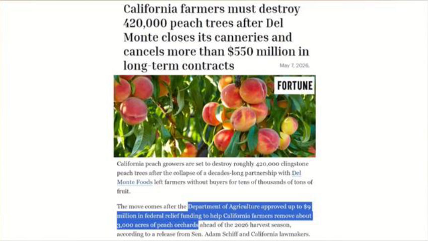 California’s Insane Peach Crisis