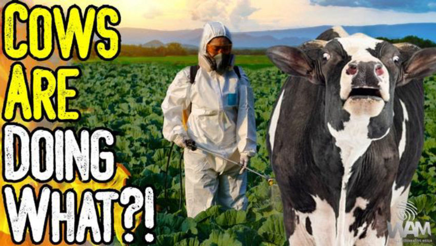 COWS ARE DOING WHAT? - Study Shows 20% Of Male Cows Are Lactating! - Why This Matters episode artwork